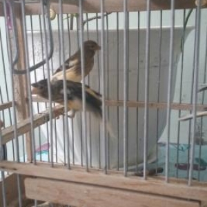 Bulbul