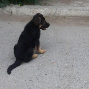 Temiz nemesky ofcarka balasi satilir 1 ay 10 gunnu