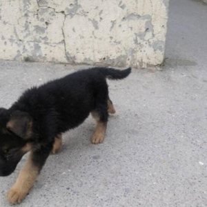 Temiz nemesky ofcarka balasi satilir 1 ay 10 gunnukdur 20