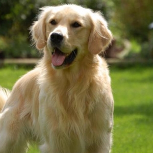 Golden retriver