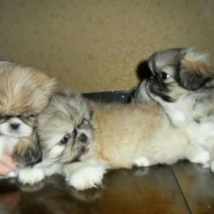 temiz cins pekines, balalari