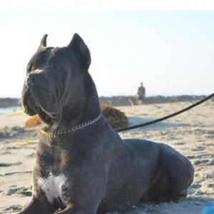 Cane Corso..