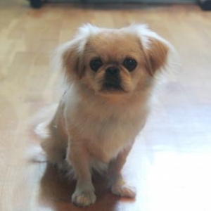 Dishi Pekines satilir