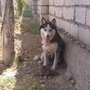 dişi xaski bala almağ üçün elverişlidi