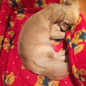 Dishi Pekines satilir