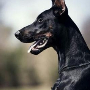 DOBERMAN