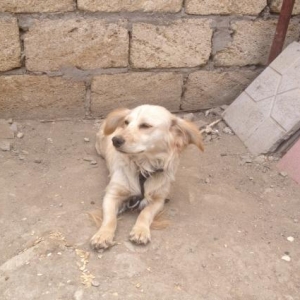 Metis spaniel (son qiymetdi)