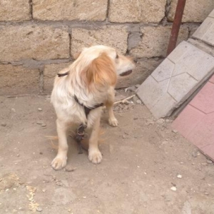 Metis spaniel (son qiymetdi)