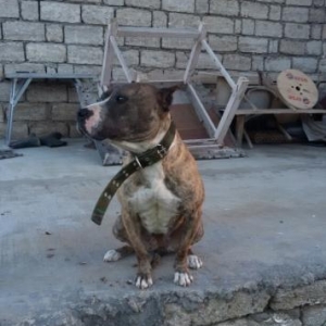 dishi pitbull