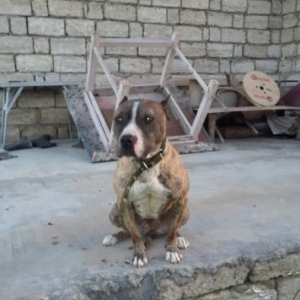 dishi pitbull