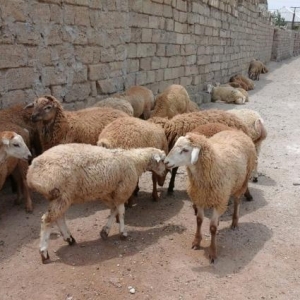 Qurbanliq Halal Emlik Qarabag Quzulari