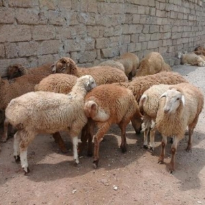 Qurbanliq Halal Emlik Qarabag Quzulari