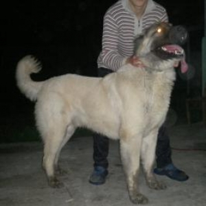 Kangal