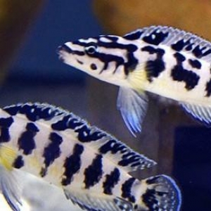 Julidochromis Transcriptus (Gombi)