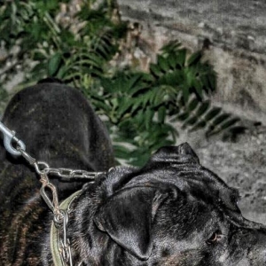 cane corso erkek