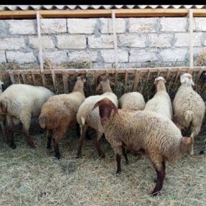 Qurbanlıq Quzular