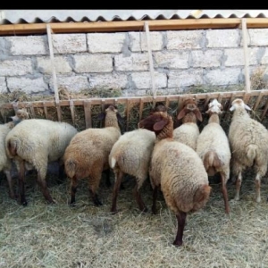 Qurbanlıq Quzular