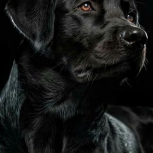 labrador