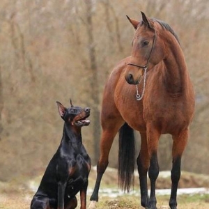 Doberman erkek diwi var karaleviskidi temiz qandi gelme itlerdi