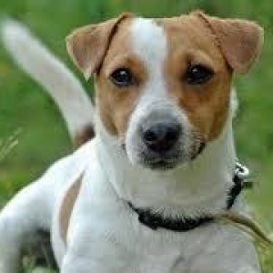 Jack russel terrier