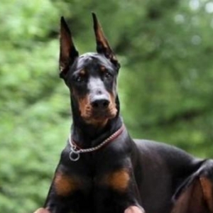 Doberman karaleviski temiz qasndi erkek diwi var c