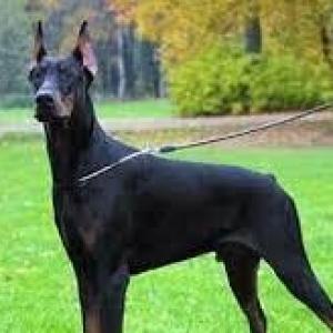 Dobermann Itleri Satilir