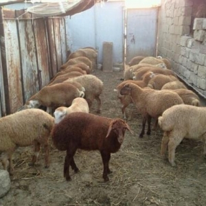 Qurbanliq halal emlik qarabag quzulari