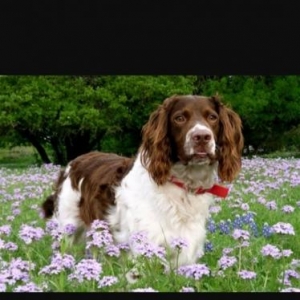 Sprinqer spaniel kucuyu 3ayliqdi diwidi. baksinler