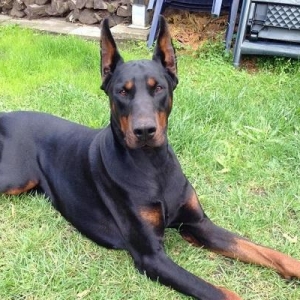 Dobermann Itleri Satilir