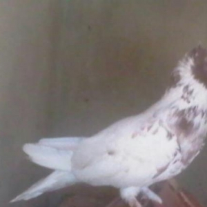 göyərçin