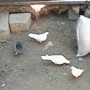 Goyercinler
