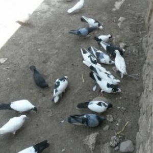 qüşlar