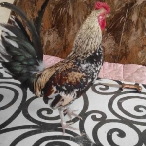 Quş