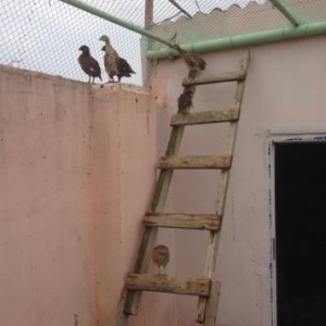 Quş