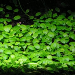 Akvarium bitkiləri alıram