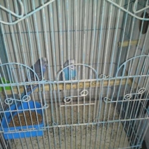 cut papuqay