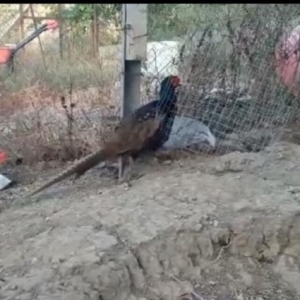 rumun qirqovlu