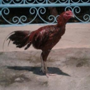 heyrati