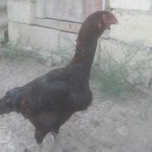 Heyrati feresi