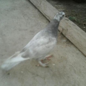 goyercin