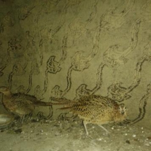 qirqovul satilir