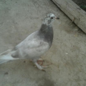 goyercin