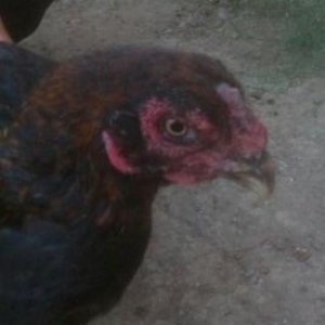 Heyrati feresi