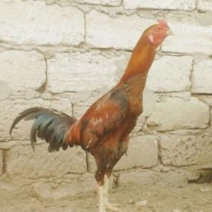 herati xoruzu