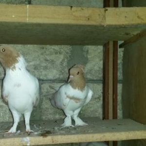 oz quwlarimdi