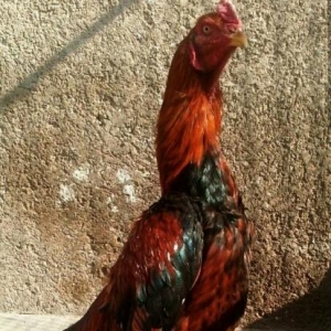 Quşlar