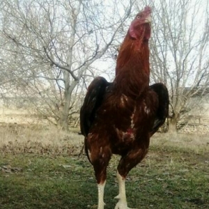 Quşlar