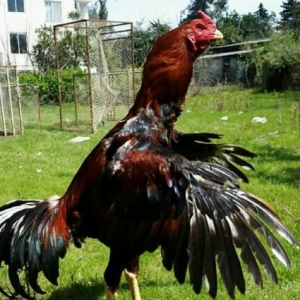 Quşlar