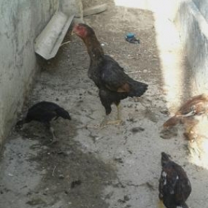 Quşlar