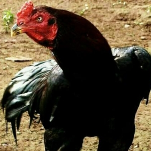 Quşlar